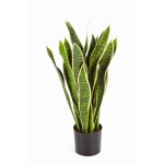 Sanseveria groen-geel 80cm